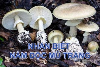 Phân biệt nấm độc mũ trắng